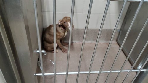 MS.FANCY - American Pit Bull Terrier / Cane Corso Mastiff for adoption in Aurora