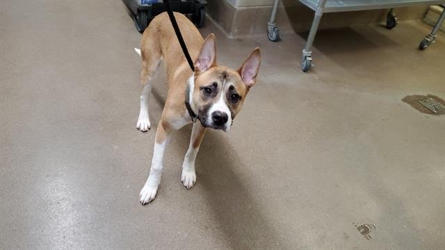 ROSCOE - Boxer / Akita available for adoption