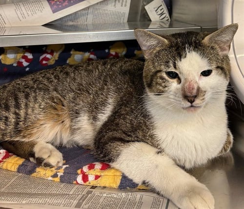 *SPICEY - Domestic Short Hair for adoption in Aurora