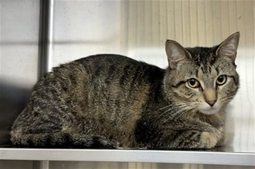 *NEPTUNE - Domestic Short Hair for adoption in Aurora