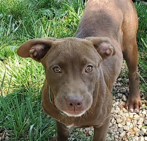 *VANILLA - Labrador Retriever / American Staffordshire Terrier for adoption in Aurora