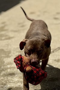 BEAR - Photo 1