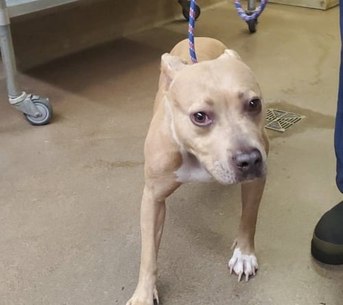 COCO - American Pit Bull Terrier available for adoption