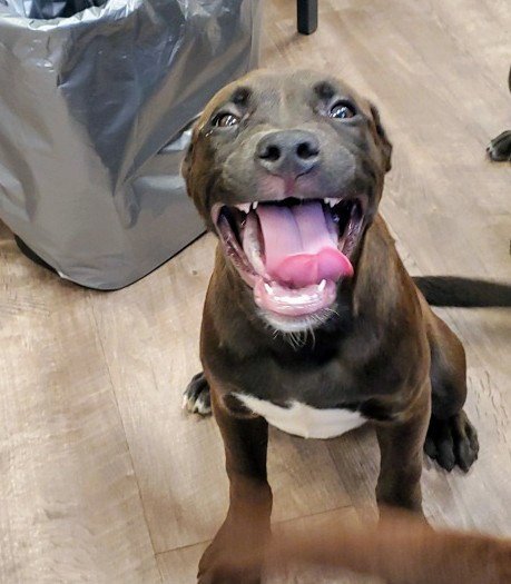 *SUMAC - Labrador Retriever / American Staffordshire Terrier for adoption in Aurora