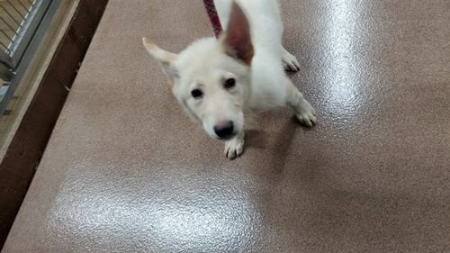*FOREST - German Shepherd Dog for adoption in Aurora