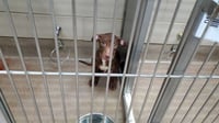 BEAR - Photo 1