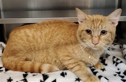 TIGGIE - Domestic Short Hair for adoption in Aurora