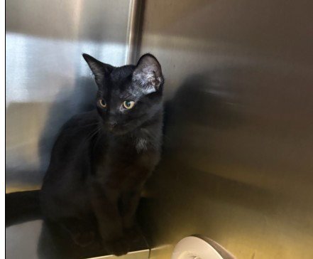 *SYRUP - Domestic Medium Hair for adoption in Aurora