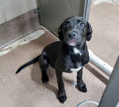 *SAGE - Labrador Retriever / American Staffordshire Terrier for adoption in Aurora