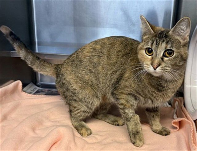 *PIXIE - Domestic Short Hair for adoption in Aurora