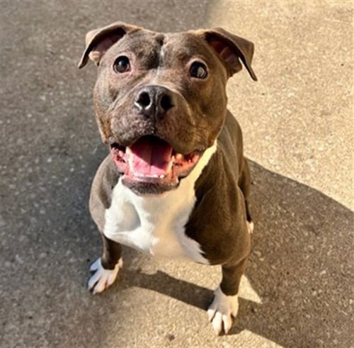 *JIMINY CRICKET - American Pit Bull Terrier for adoption in Aurora