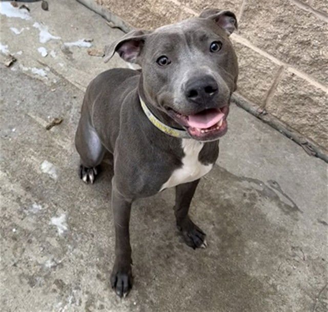 DODGE - American Pit Bull Terrier available for adoption