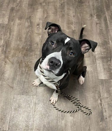 *CELEBRATION - American Pit Bull Terrier available for adoption