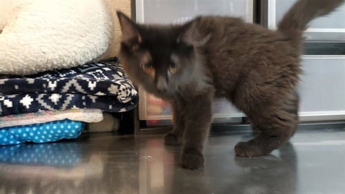 *CLOVER - Domestic Short Hair for adoption in Aurora