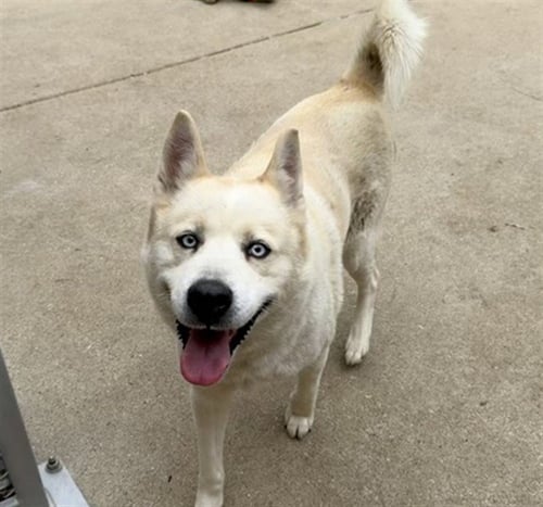 BEGONIA - Husky for adoption in Aurora