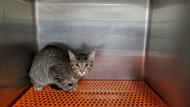 *DUVET - Domestic Short Hair available for adoption