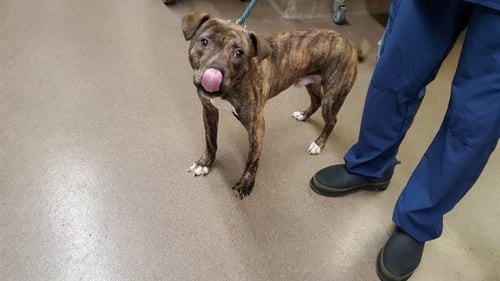 *JONAGOLD - American Pit Bull Terrier for adoption in Aurora