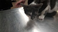 *BLACK MUSTARD - Photo 1