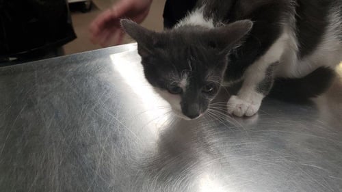 *BLACK MUSTARD - Domestic Short Hair for adoption in Aurora
