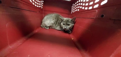 *BRITEMAC - Domestic Short Hair for adoption in Aurora