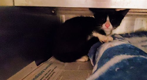 *BOOP - Domestic Short Hair for adoption in Aurora
