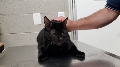 *SCAT CAT - Domestic Short Hair for adoption in Aurora