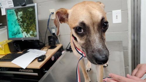 *HOLLY - Chihuahua available for adoption
