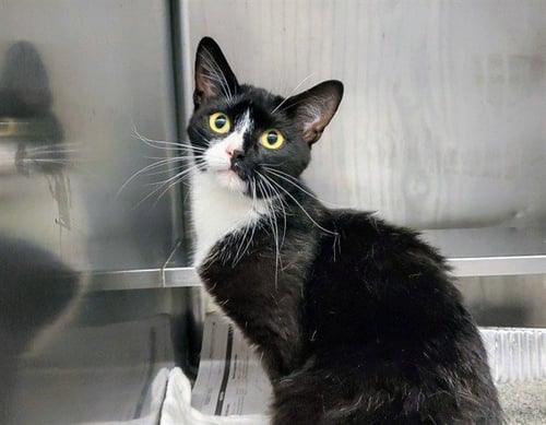 MAI TAI - Domestic Short Hair for adoption in Aurora