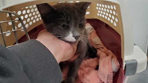 *PURRFECT PEANUT - Domestic Short Hair for adoption in Aurora