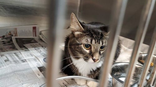 *JUPITER - Domestic Medium Hair available for adoption