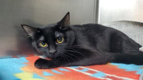 *LETTY - Domestic Short Hair for adoption in Aurora