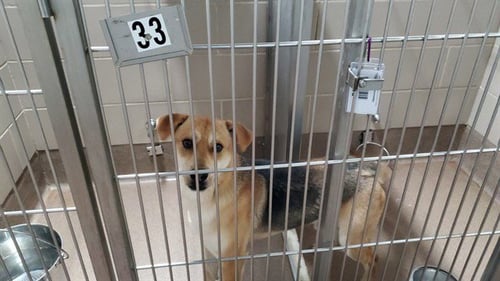 *GLOCKENAPFEL - German Shepherd Dog / Beagle for adoption in Aurora