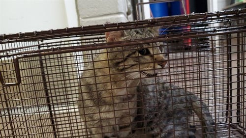 *BURGUNDY - Domestic Short Hair for adoption in Aurora