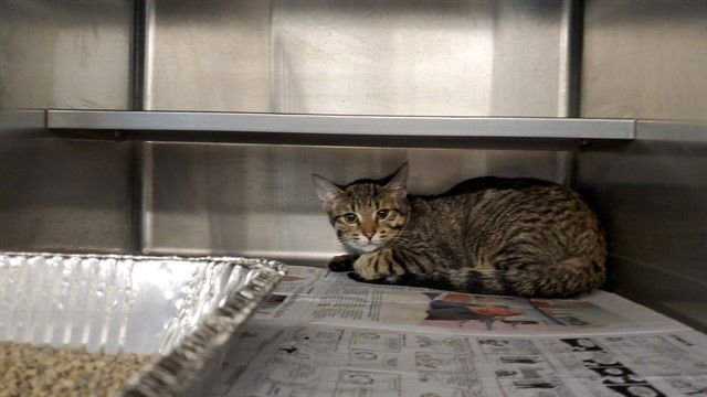 *EFFIE - Domestic Short Hair available for adoption