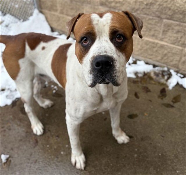 MR. INCREDIBLE - American Bulldog available for adoption