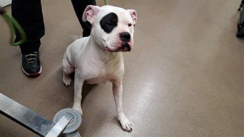 MUNECA - American Pit Bull Terrier for adoption in Aurora