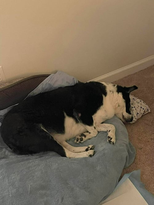 STILLA - Border Collie available for adoption