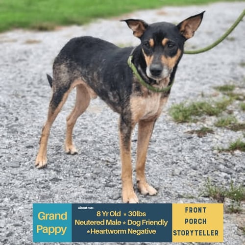 GRAND PAPPY - Unknown for adoption in Dover