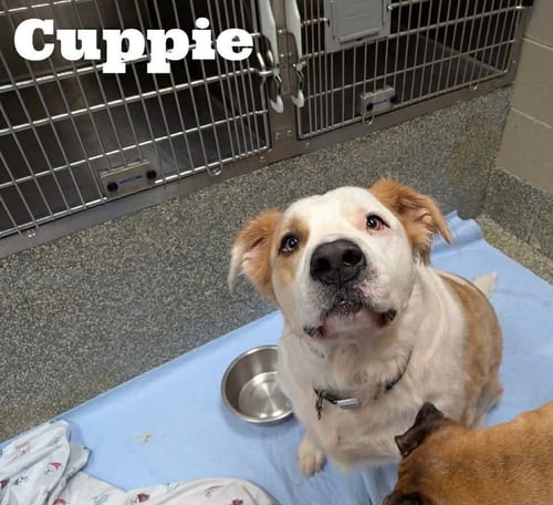 CUPPIE - Retriever for adoption in Dover