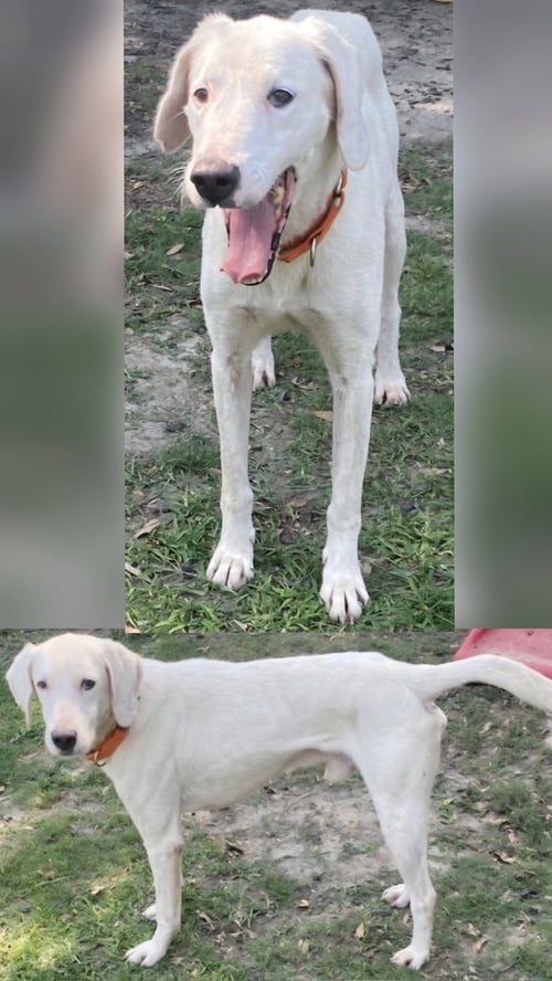 RHINO - Unknown for adoption in Dover