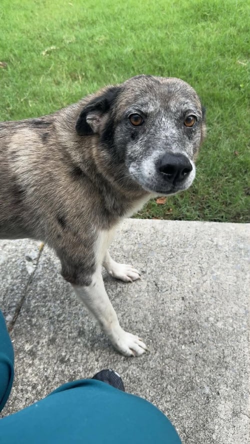 DAISY - Unknown for adoption in Dover