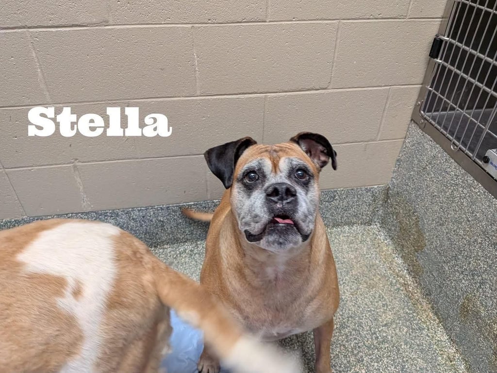Stella Image