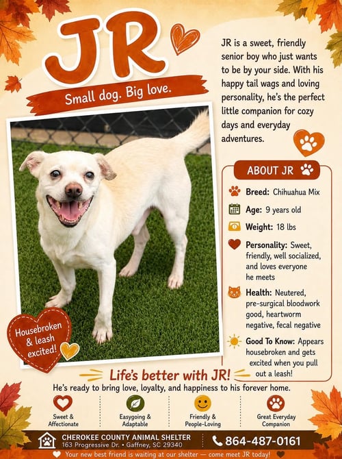 JR - Chihuahua for adoption in Dover