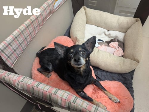 HYDE - Chihuahua available for adoption