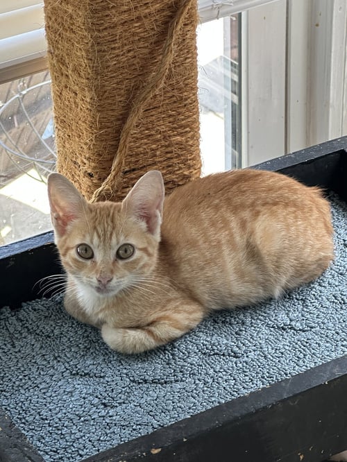 DANILO - Domestic Short Hair available for adoption