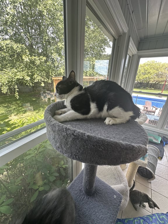 Oreo Image