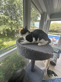 Oreo - Photo 1