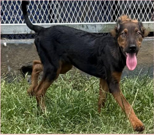 HOLLY - Australian Kelpie / Doberman Pinscher available for adoption