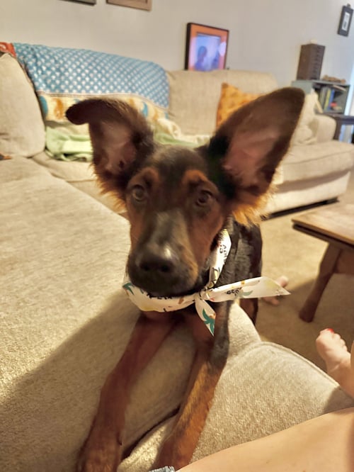 HOLLY - Australian Shepherd / Doberman Pinscher available for adoption