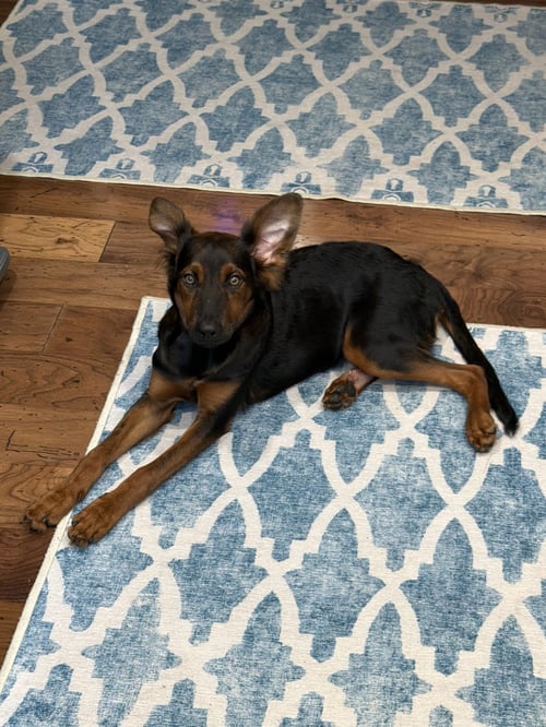 HOLLY - Australian Shepherd / Doberman Pinscher available for adoption